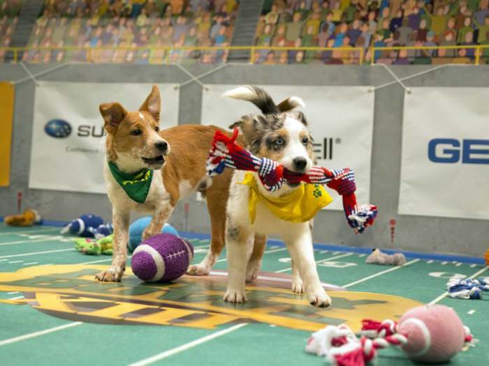 puppy_bowl_woody_and_tucker.jpg